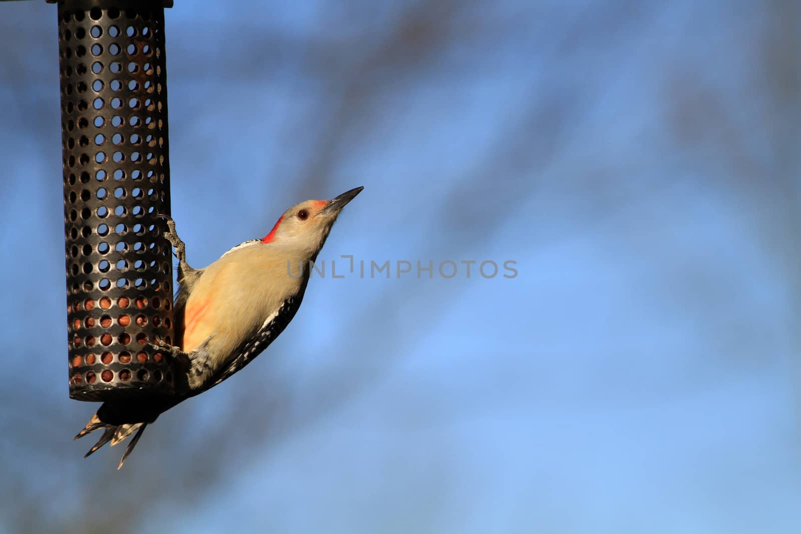 Red-bellied Woodpecker female on bird feeder in afternoon sun