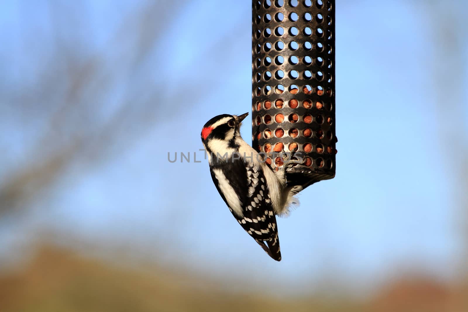 Woodpecker Downy male on feeder in afternoon sun