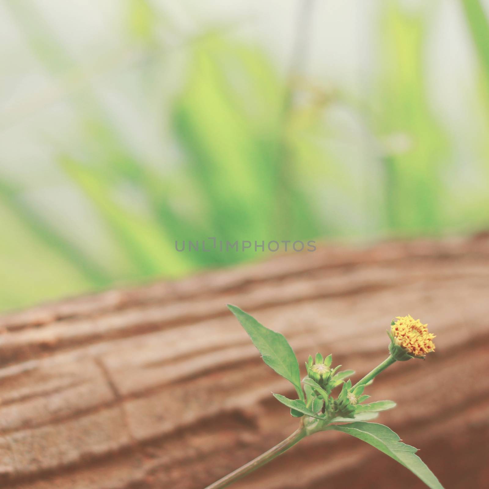 Little yellow flower on wood with retro filter effect