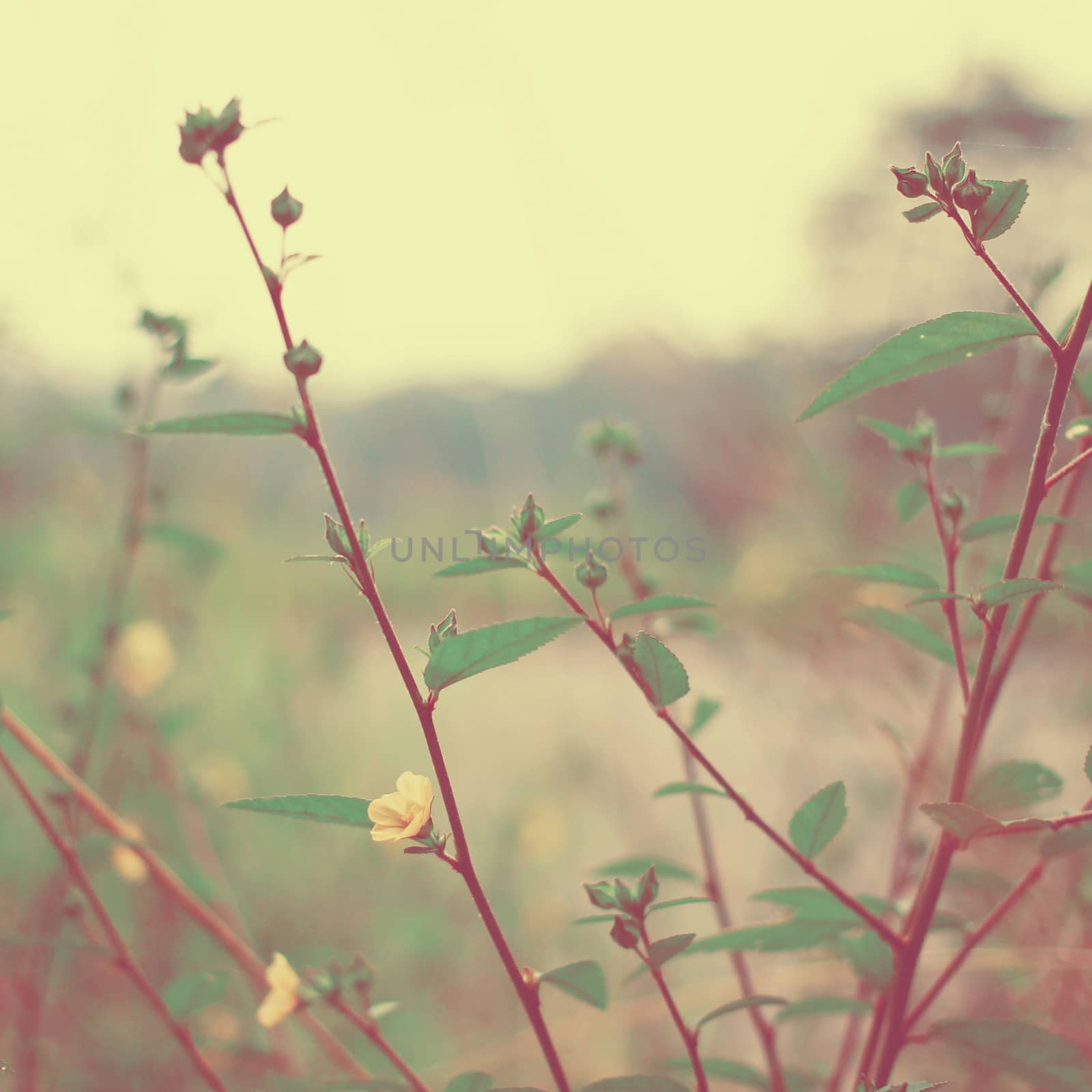 Vintage meadow flowers with retro filter effect by nuchylee