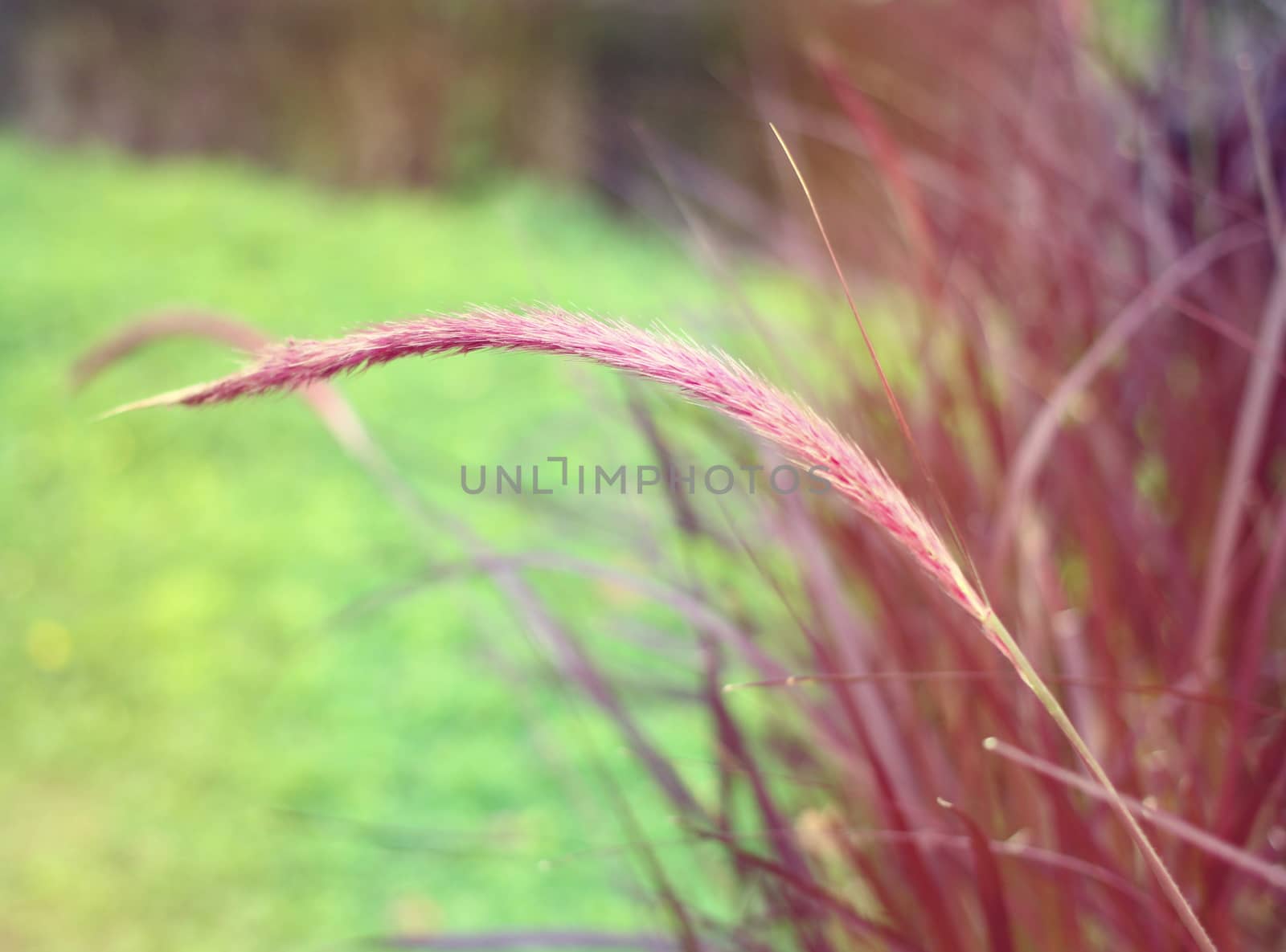 Close up of colorful grass field with retro filter effect