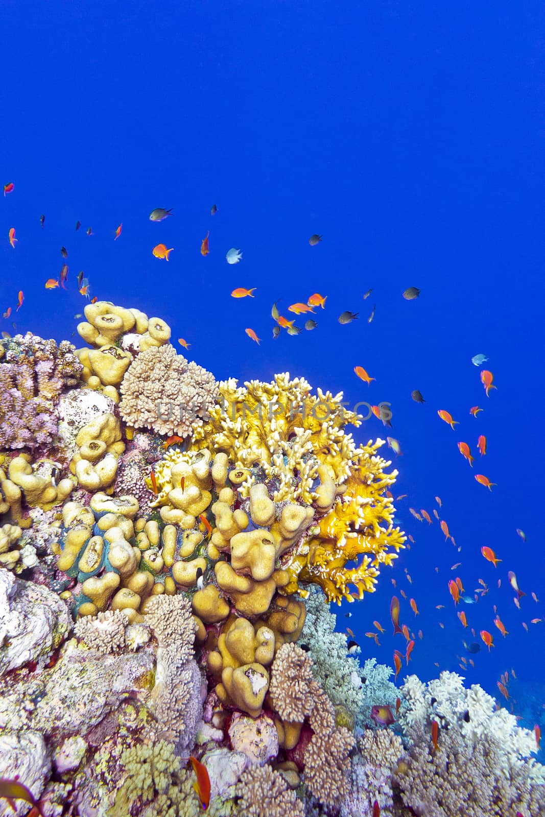 coral reef with fire corals and exotic fishes anthias at the bottom of tropical sea on blue water background