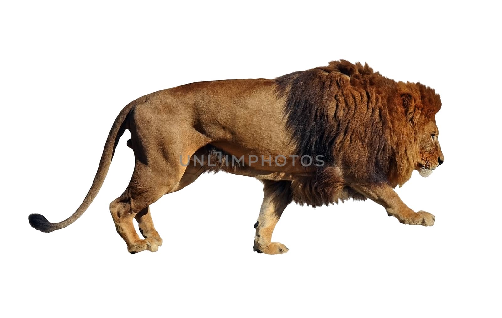 Isolated on white background lion body profile