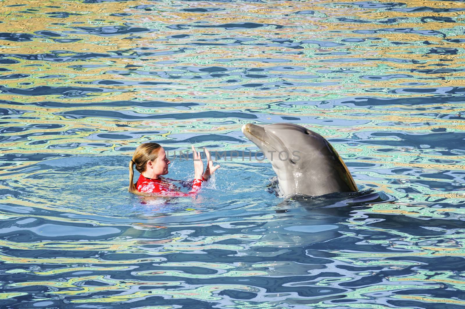 MIAMI,US - JANUARY 24,2014:Instructor perform with Dolphin at show, at the Miami Seaquarium.Founded in 1955,the oldest oceanarium in the United States,the facility receives over 500,000 visitors annually 