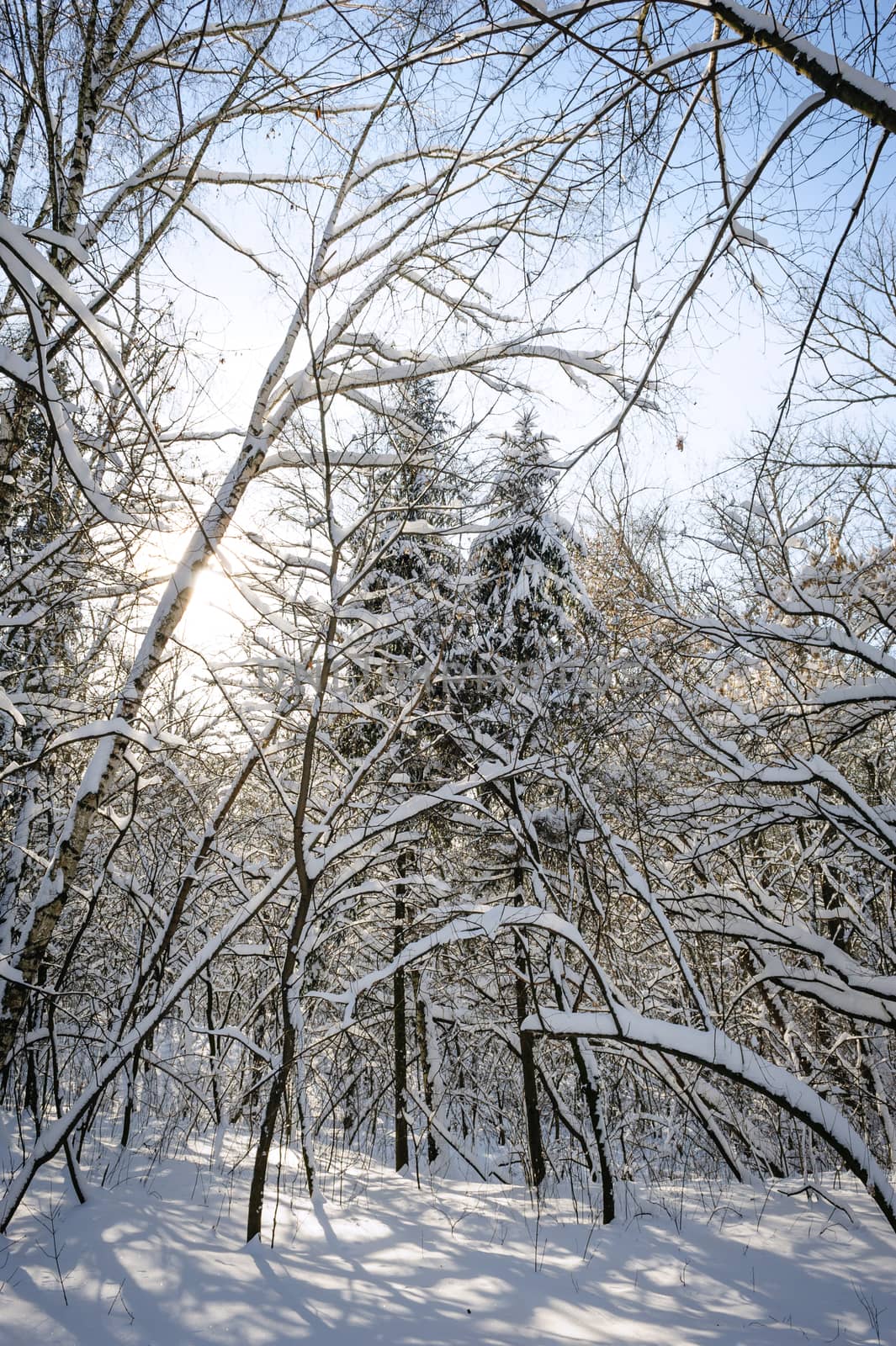 Trees covered with snow in frozen winter forest