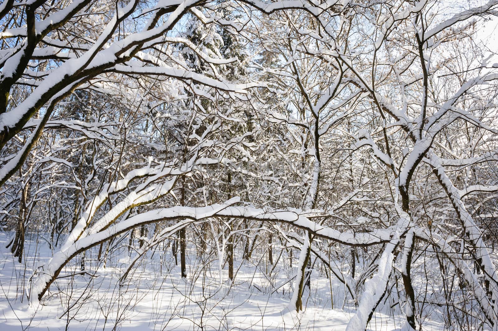 Trees covered with snow in frozen winter forest