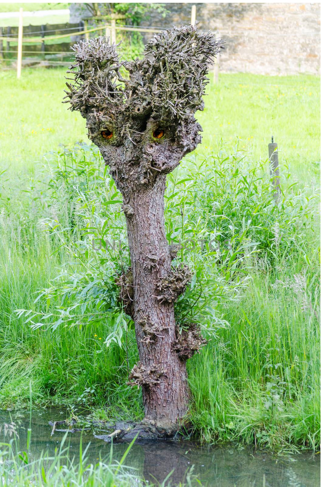 Strange, cropped pasture with birdseye by JFsPic