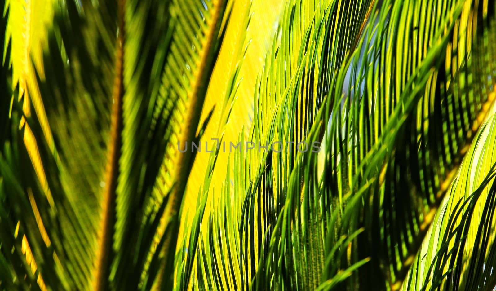 Cycad leaves background.