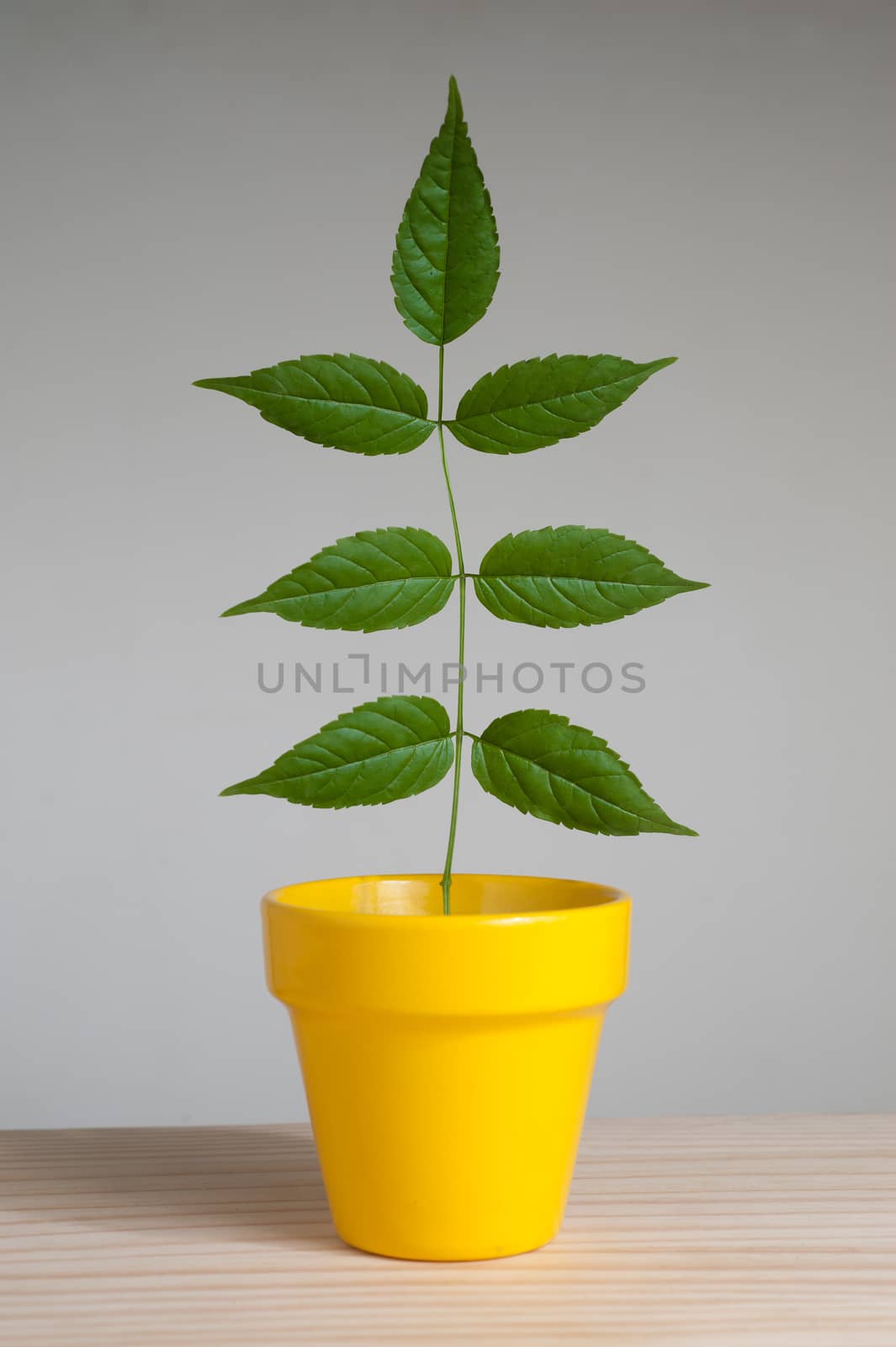 Plant in yellow pot on wooden table.