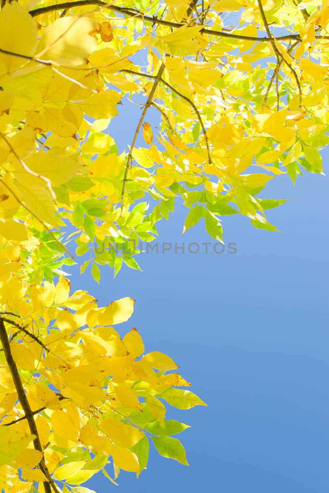 Vertical autumn background with yellow foliage over blue sky and free copy-space area for your text