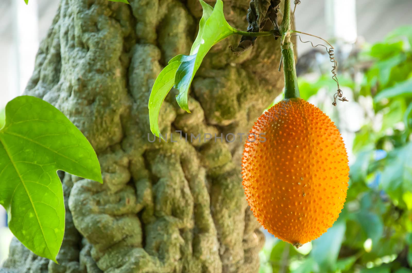 Gac fruit as as Baby Jackfruit, Spiny Bitter Gourd, Sweet Gourd, or Cochinchin Gourd. It has been traditionally used as both food and medicine, have found it to be amongst the most nutrient-dense fruits known making it prized for its ability to promote longevity, vitality, and health.