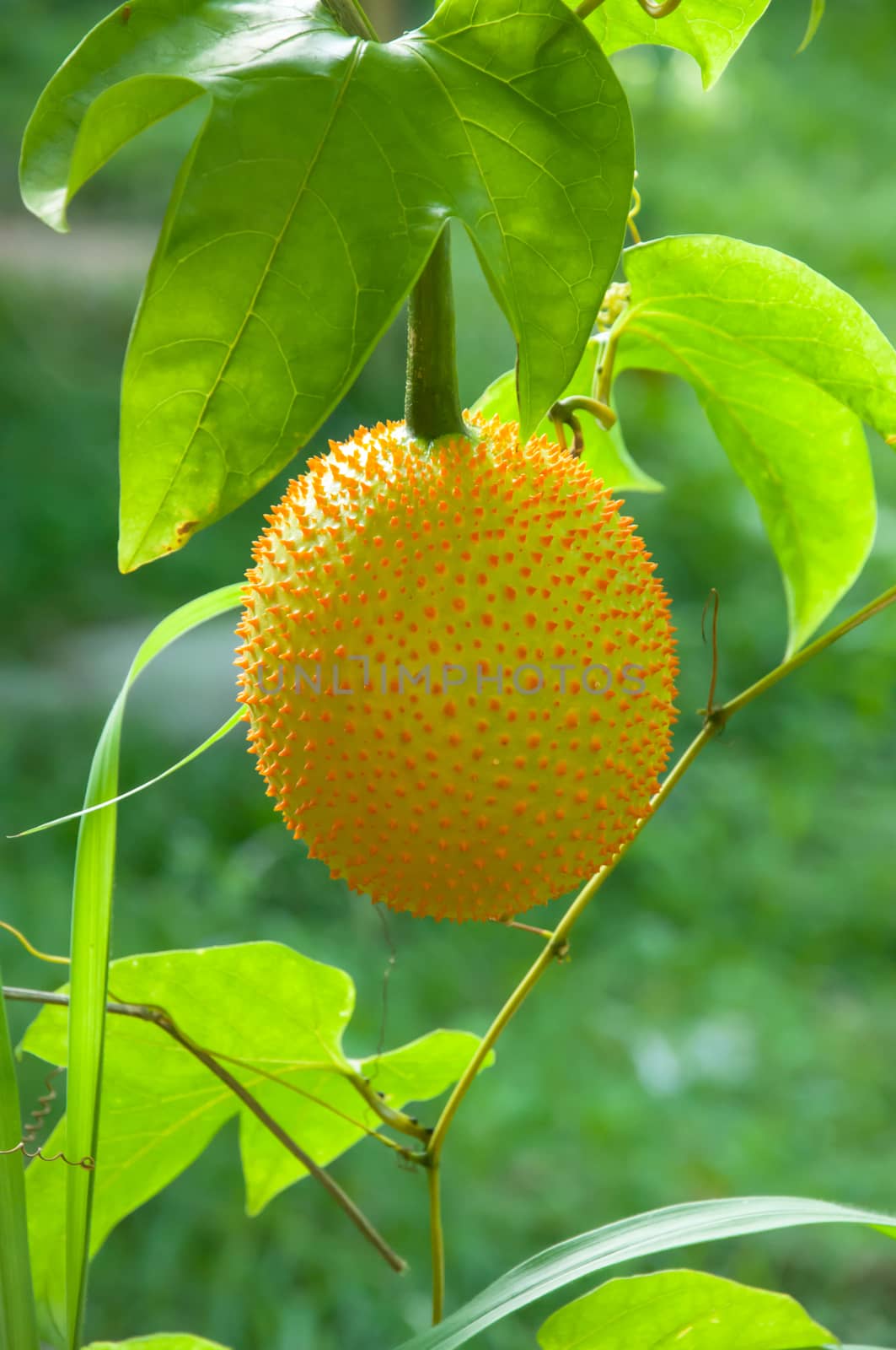 Gac fruit as as Baby Jackfruit, Spiny Bitter Gourd, Sweet Gourd, or Cochinchin Gourd. It has been traditionally used as both food and medicine, have found it to be amongst the most nutrient-dense fruits known making it prized for its ability to promote longevity, vitality, and health.