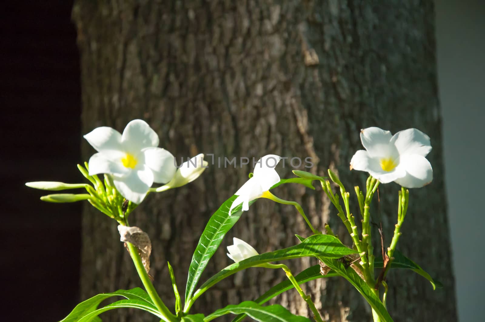 Beautiful white flowers and fresh name Plumeria Pudica, Endurance is excellent all year, flower breeding is so easy. The area is very beautiful flowers.