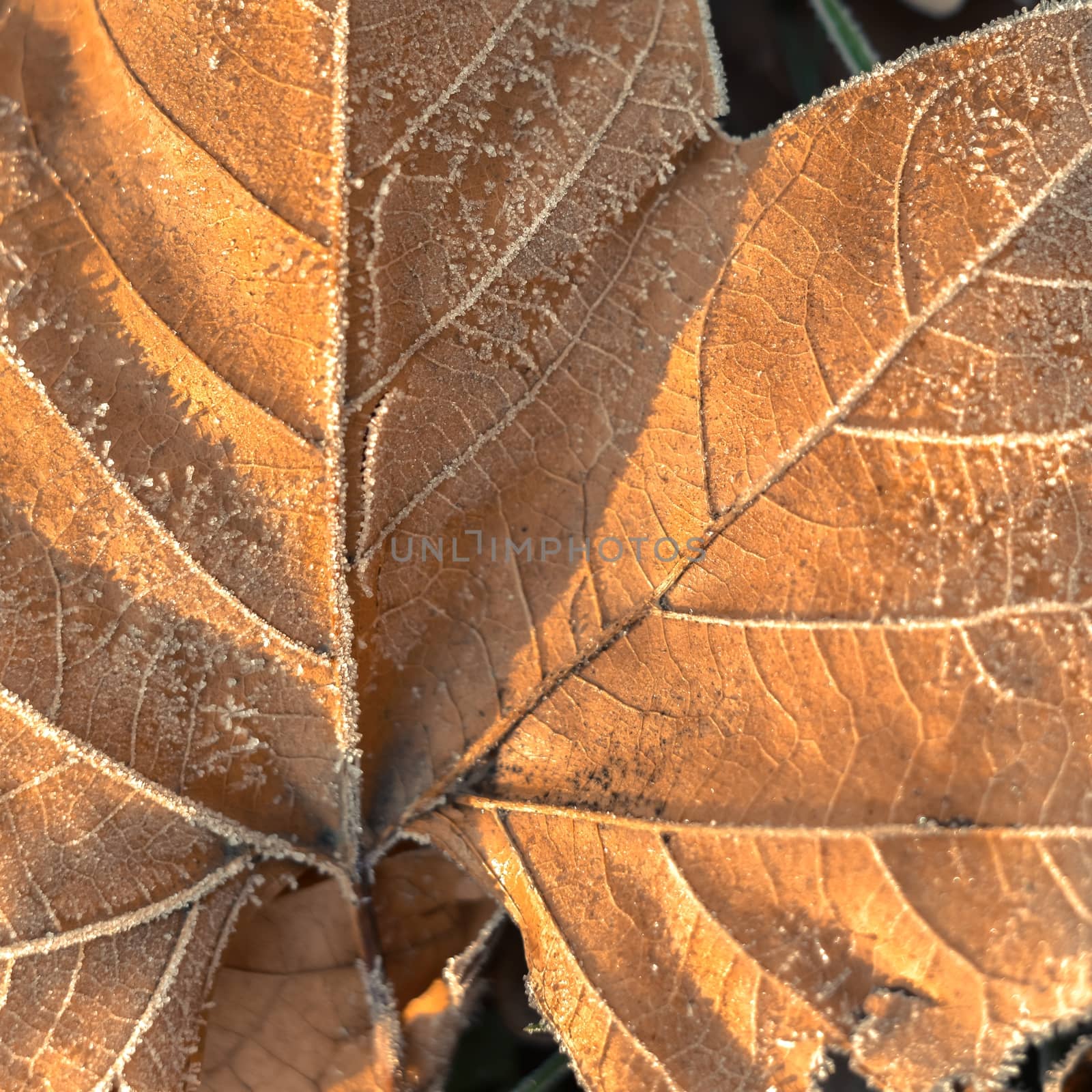 Fallen leaves by svedoliver
