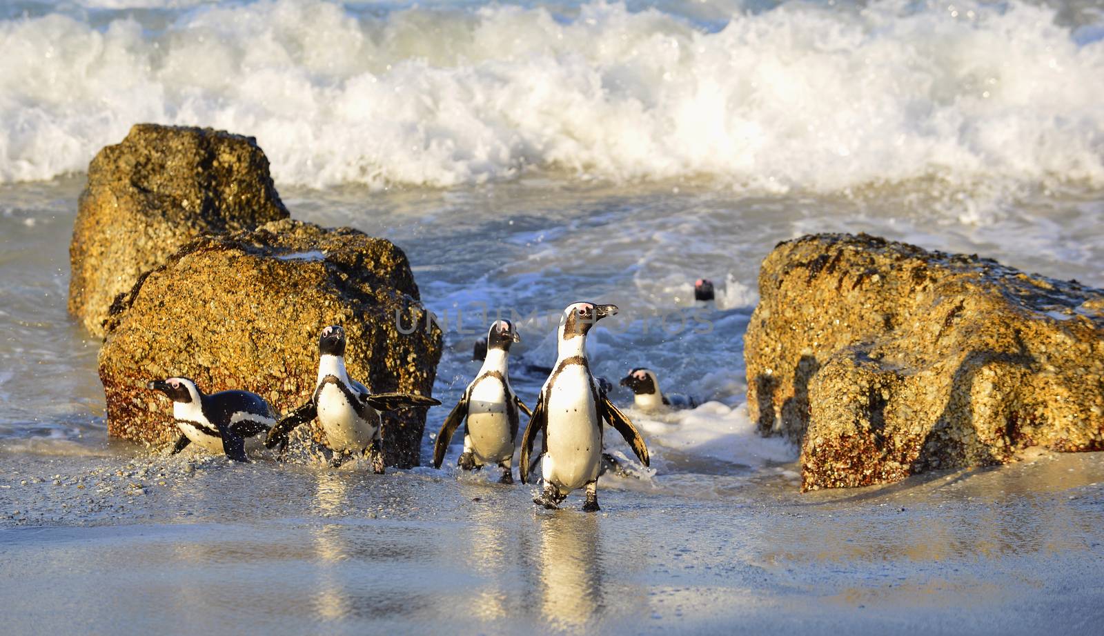 African penguins (spheniscus demersus) at the ocean. by SURZ