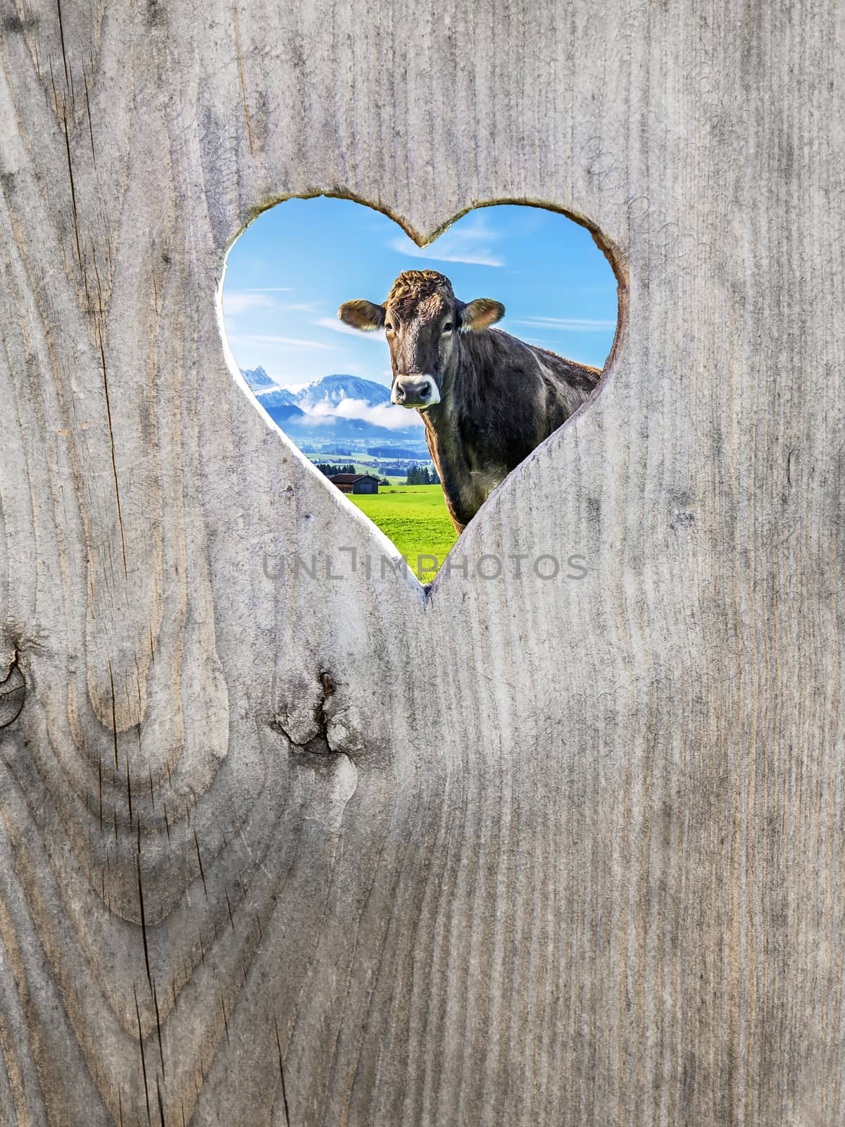 Heart in wooden door with cow and the Alps behind