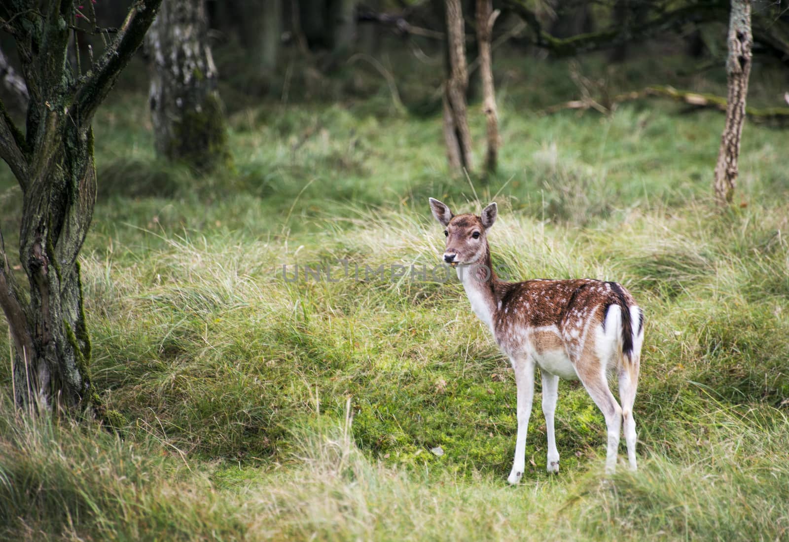 young fallow deer in dutch autumn