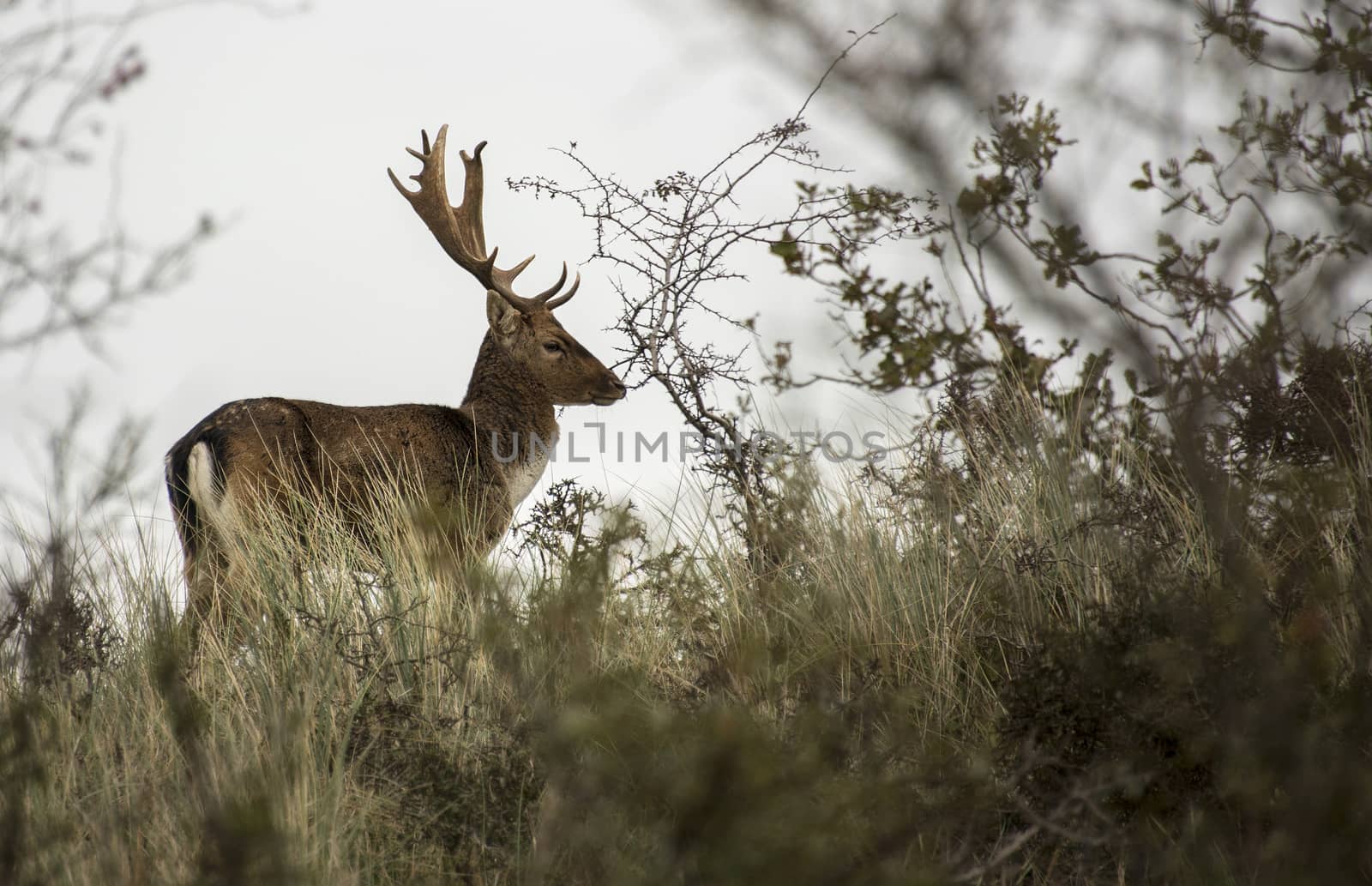 fallow deer in holland nature in autumn