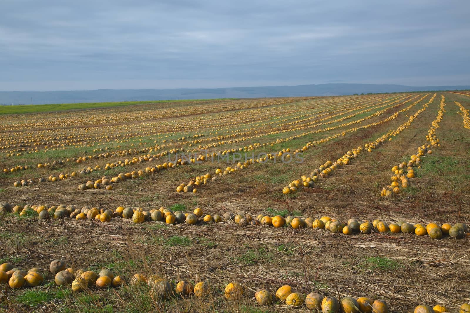 Rows of pumpkins on a field