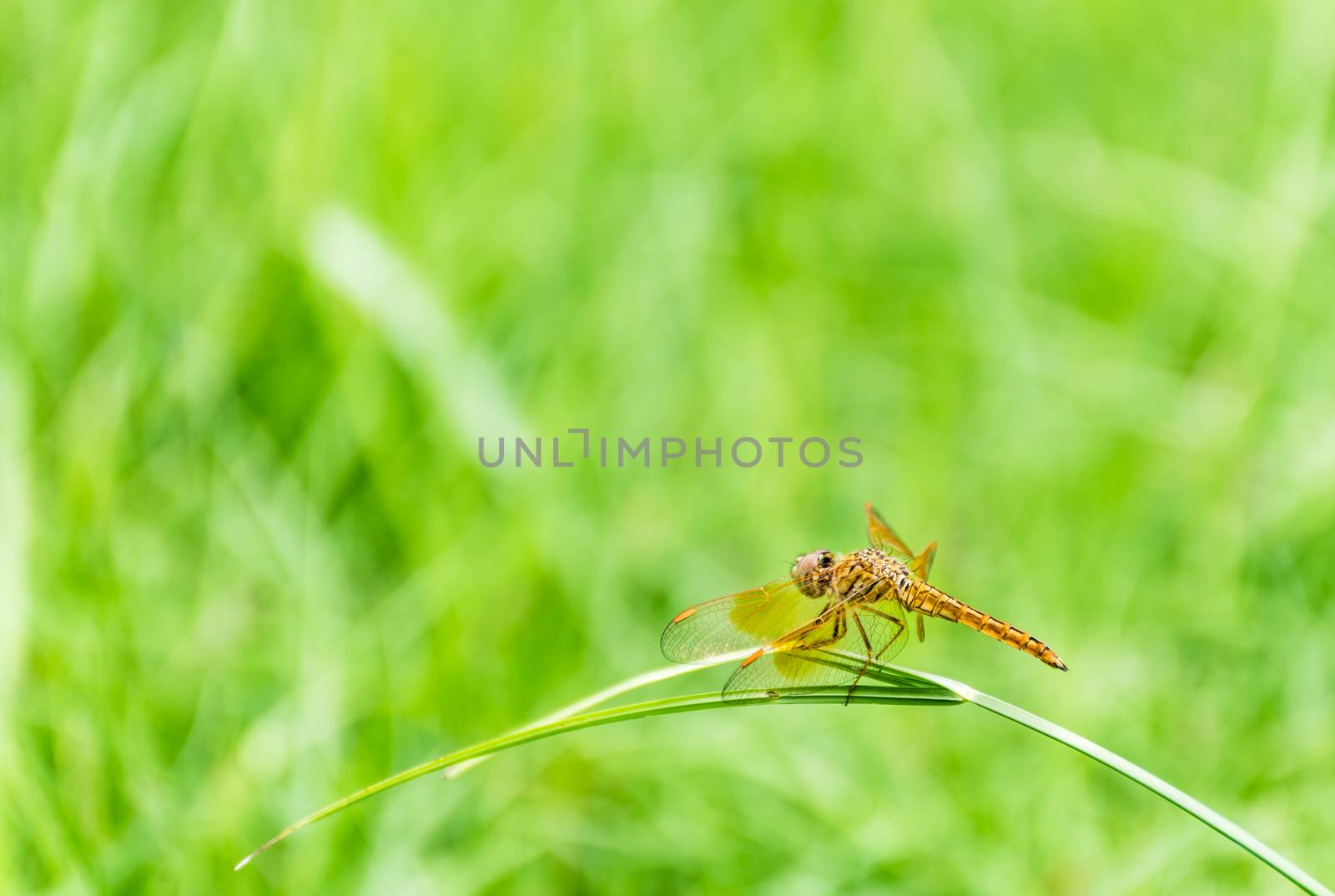 gold Dragonfly animal beautiful nature background