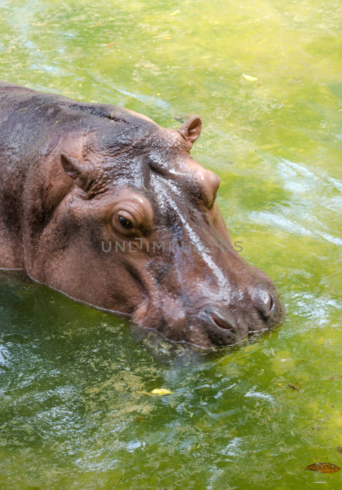 Wild hippopotamus by siraanamwong