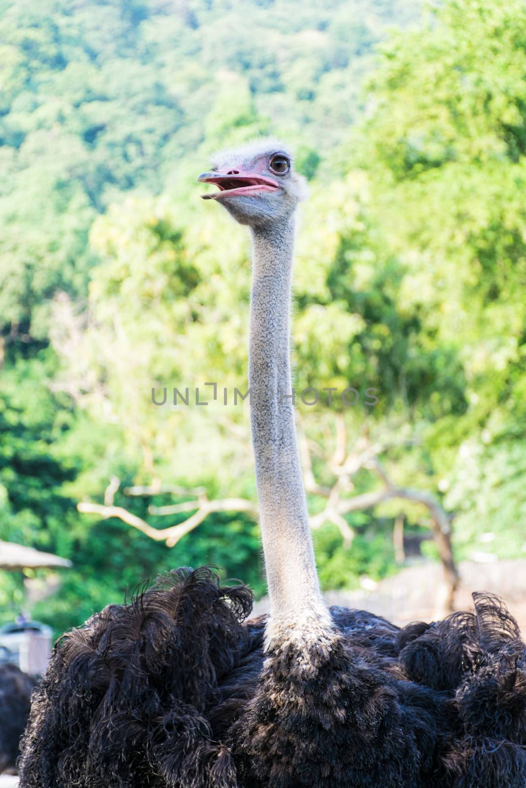 Wildlife Ostrich on the zoo in thailand