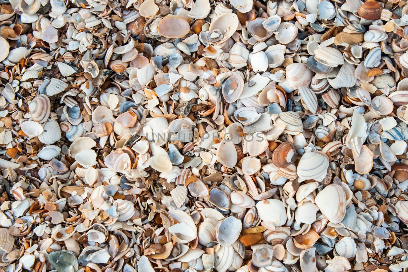 several seashells on the beach by Havana
