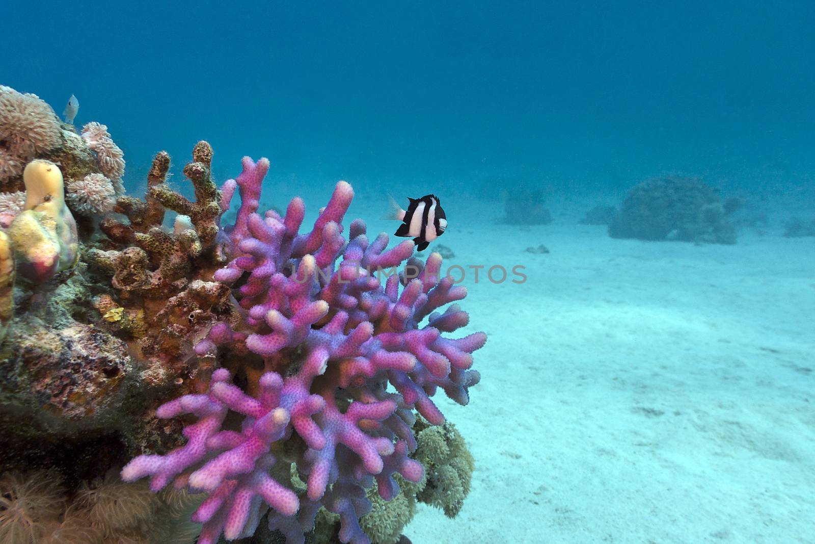 coral reef with violet hood coral end exotic fish at the bottom of tropical  sea on blue water background