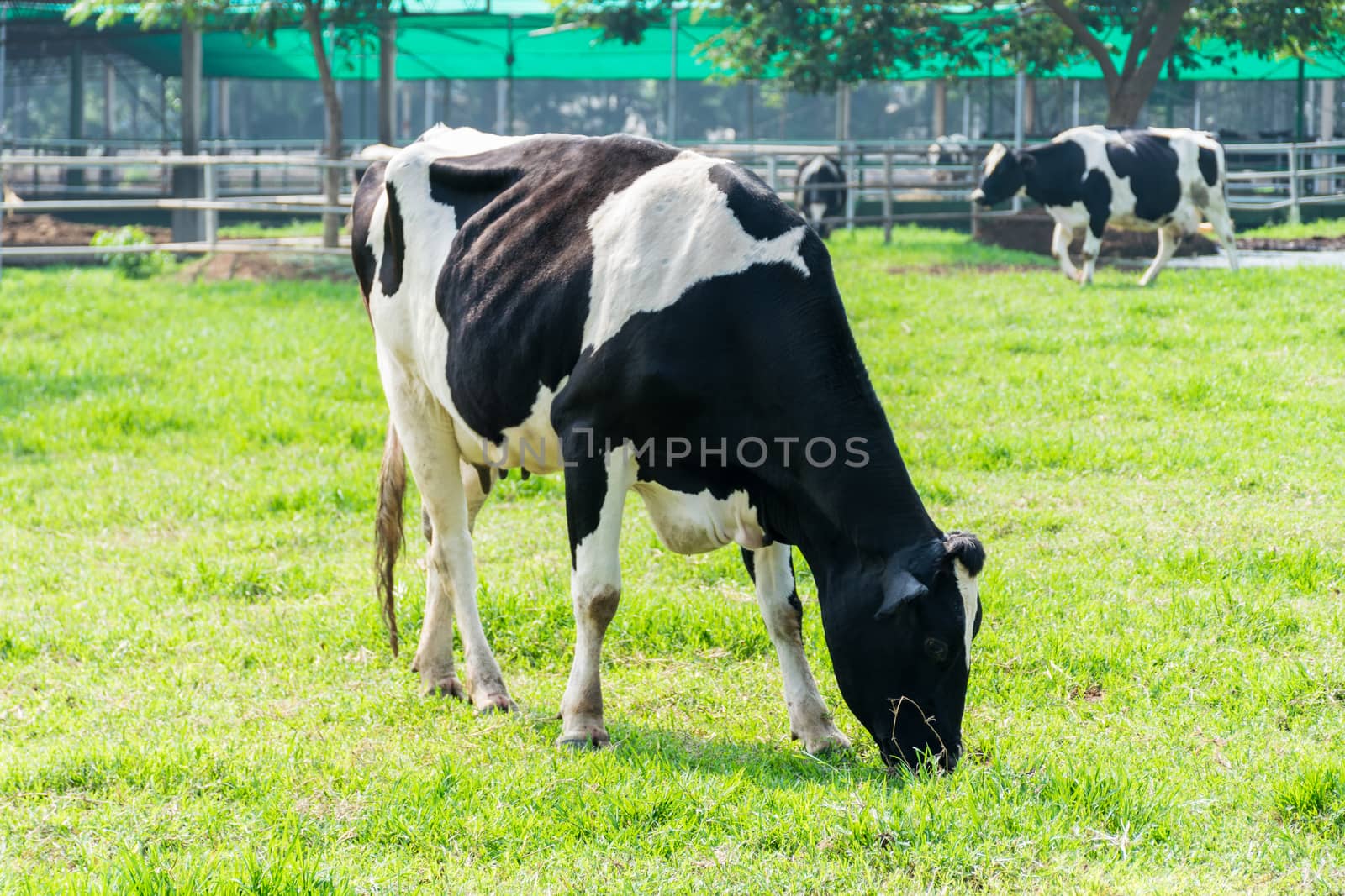 dairy cow in farm cows grazing in fresh pastures background nature
