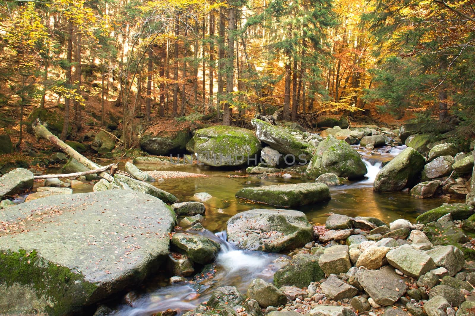 Photo shows a closeup of an autumn forest with river and stones.