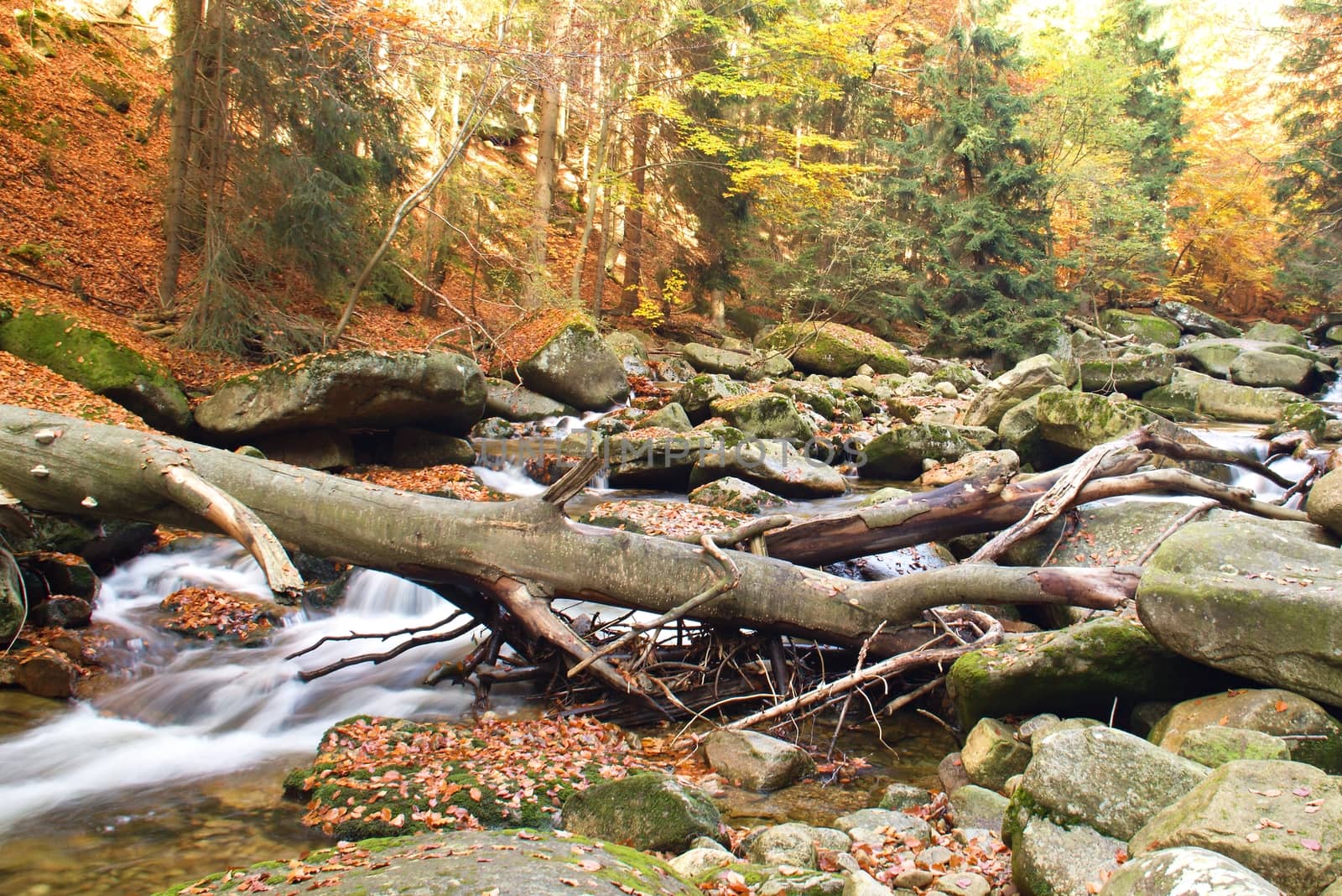 Photo shows a closeup of an autumn forest with river and stones.
