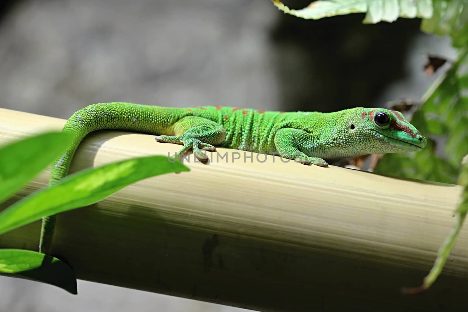 Green lizard in the garden by Dermot68