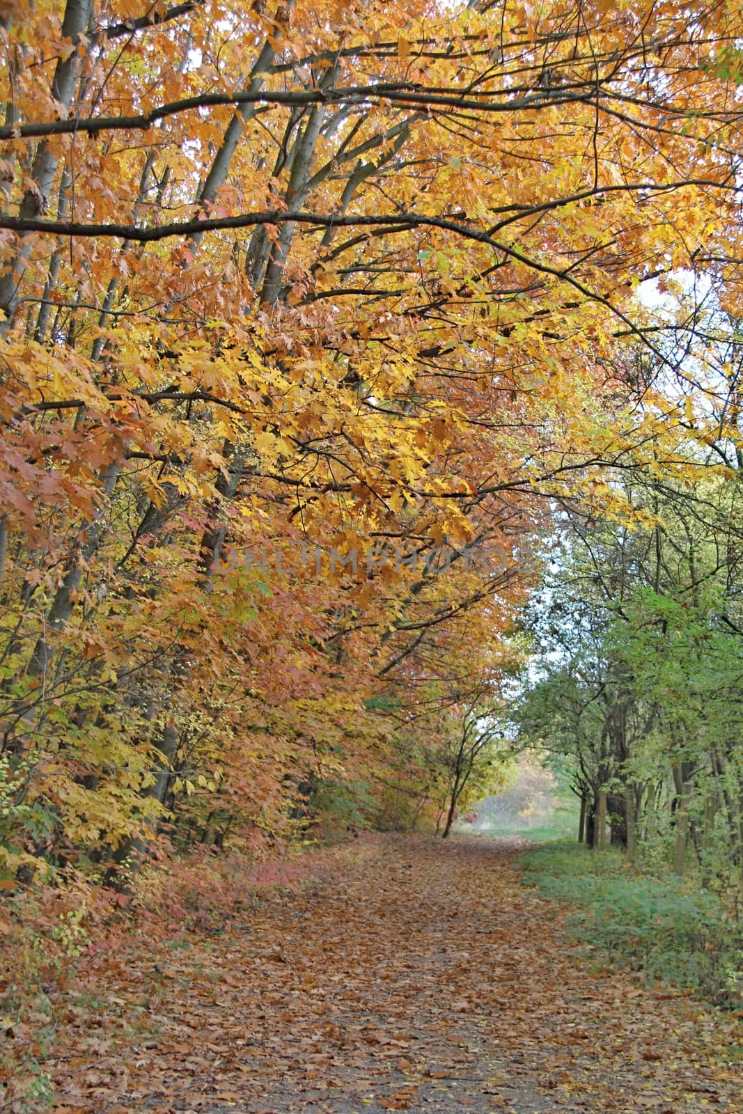 Autumn Colourful Leafs by Dermot68