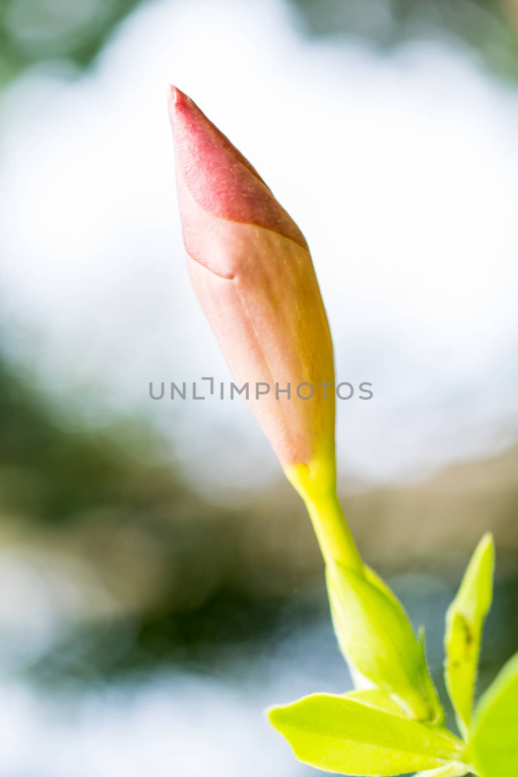 Pink flower Adenium obesum ,Impala Lily background natural