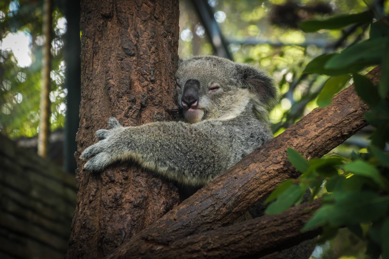 Koala Bear sleeping in a tree by AnnaElshina