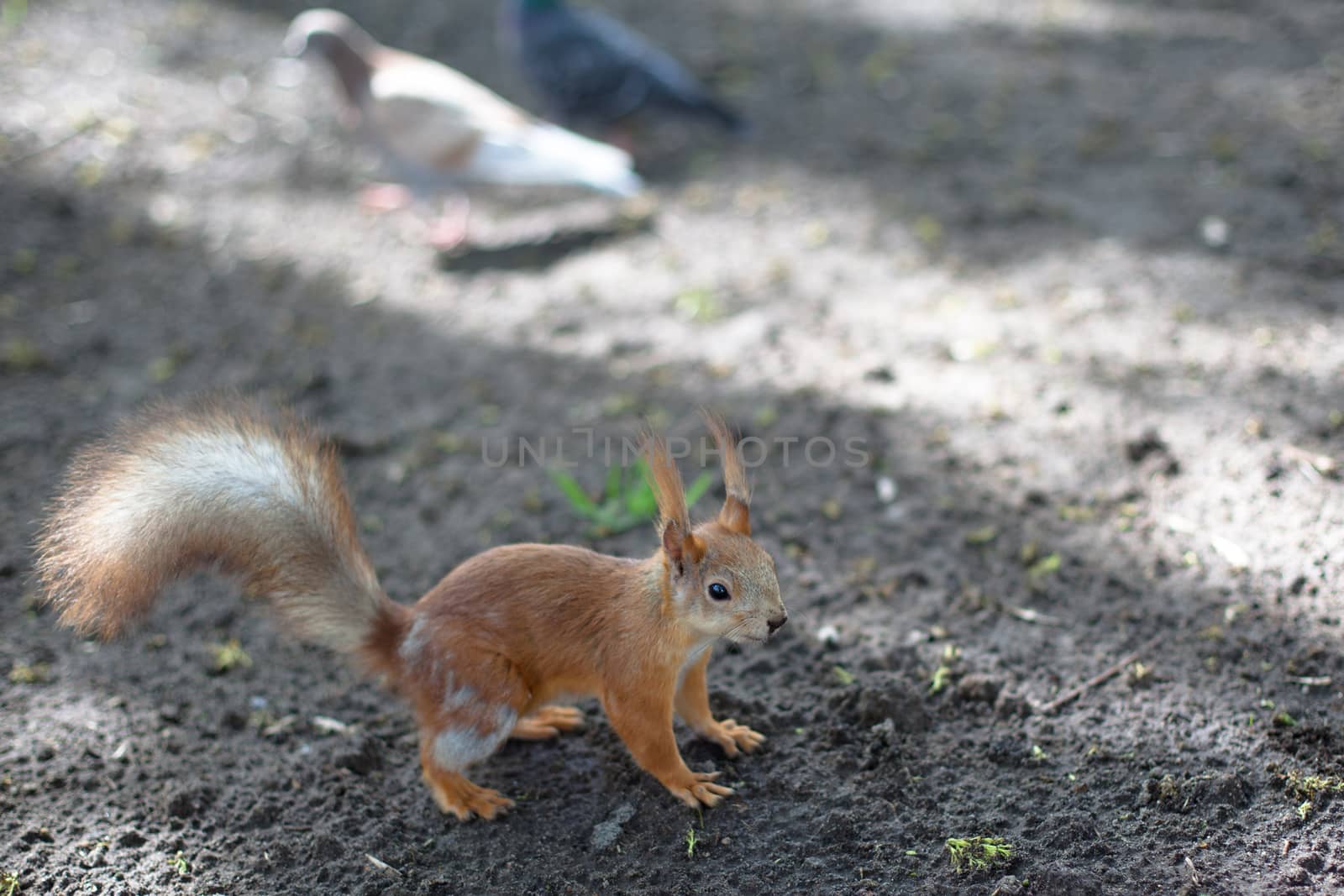 Small red squirrel on a ground before birds
