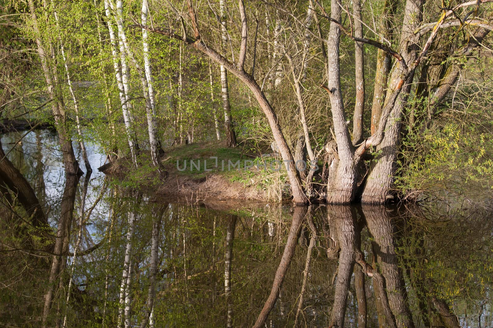 Reflecting trees in the water in spring