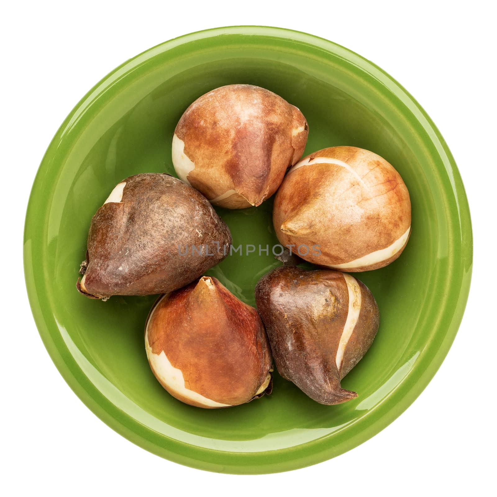 tulip bulbs in an isolated green bowl ready for planting in a fall
