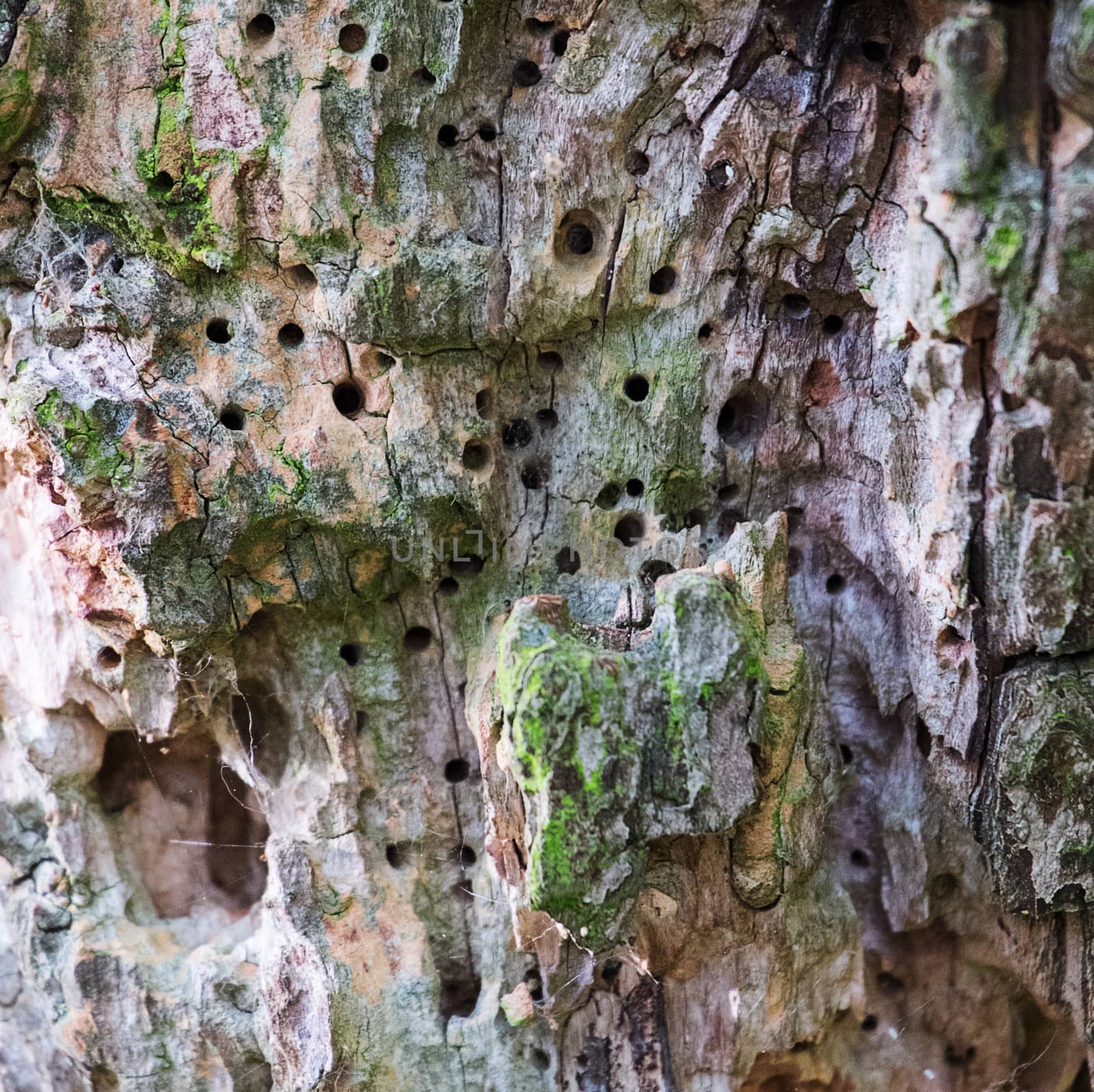 close up of a tree with multiple woodworm holes