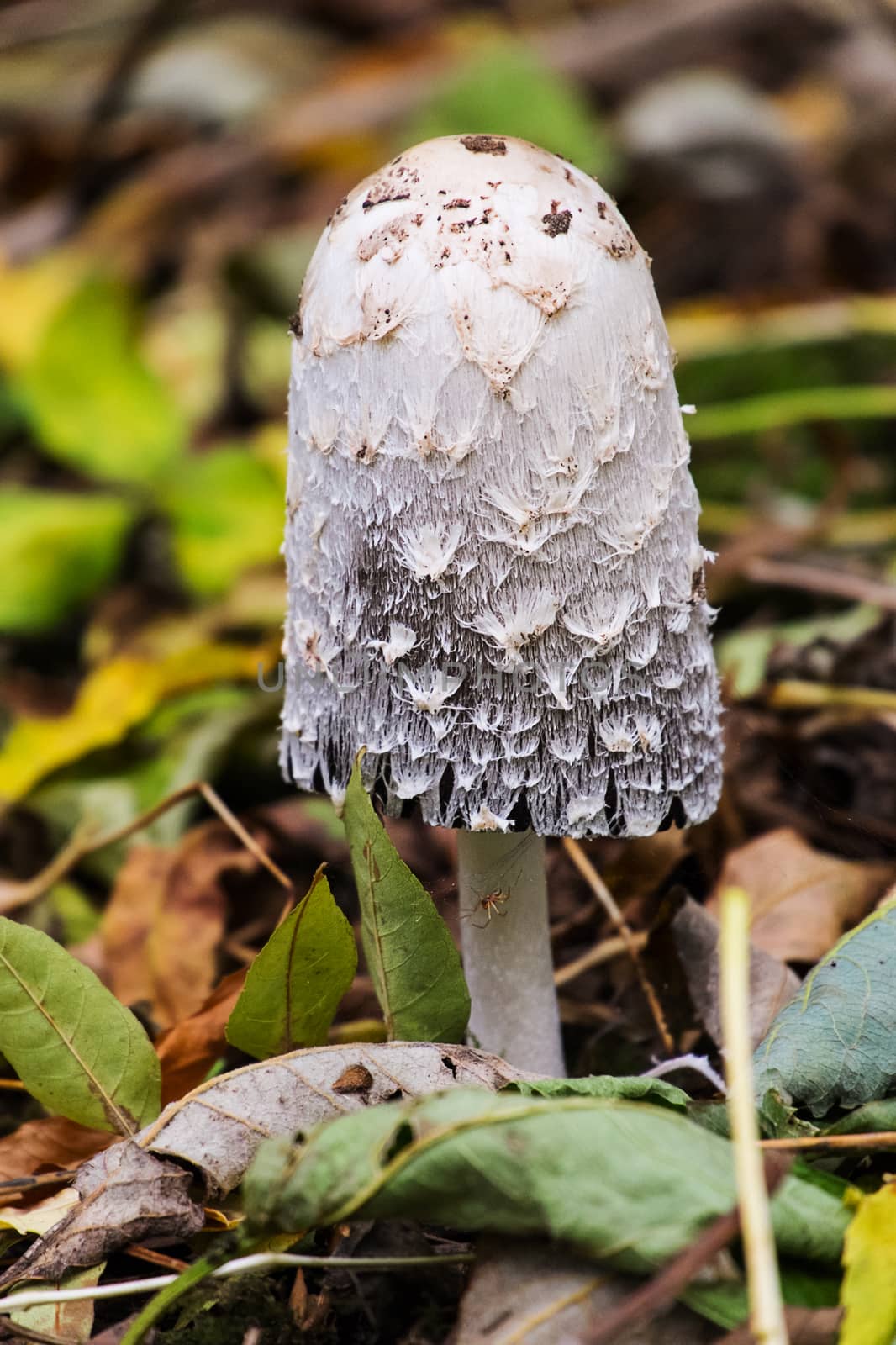 wild growing shaggy ink cap mushroom coprinus comatus
