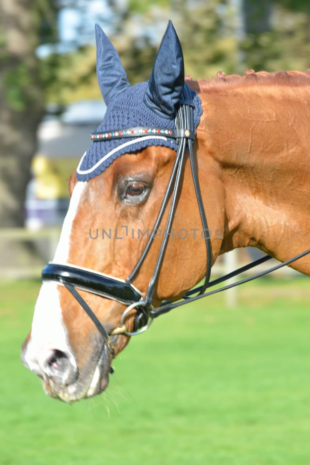 Chestnut and white horse head in portrait  by pauws99