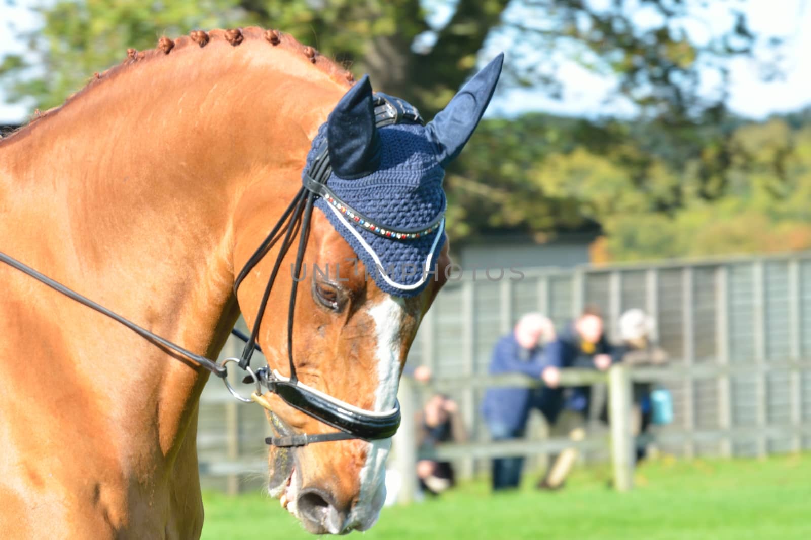 Brown horse with Blue cap