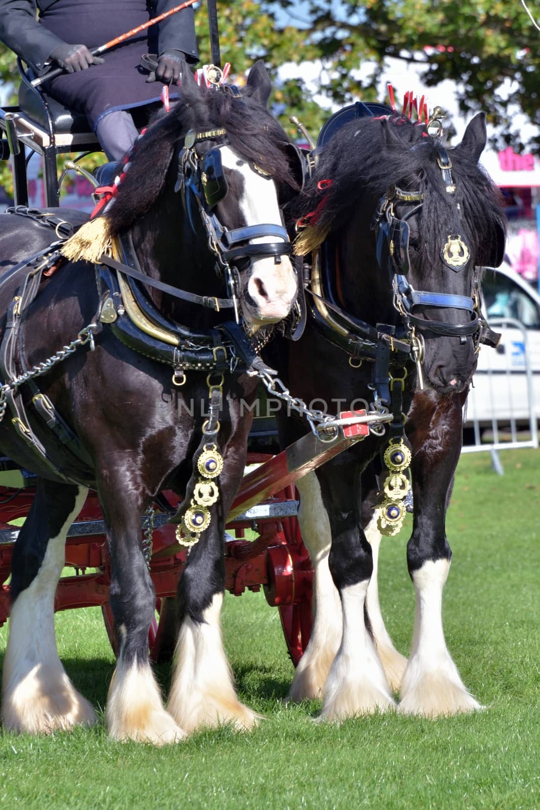 pair of working shire horses