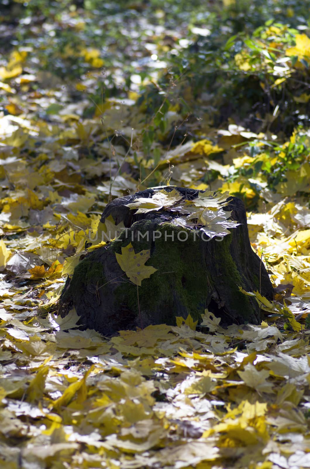 Collection of Beautiful Colorful Autumn Leaves / green, yellow,  by dolnikow