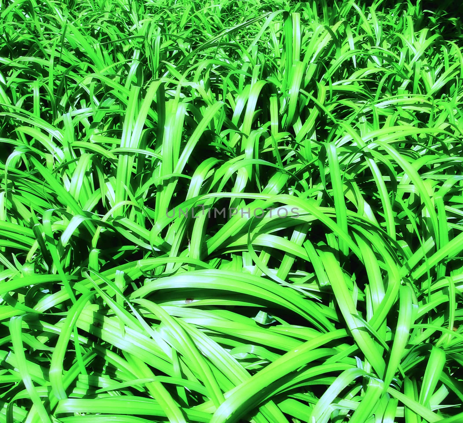 Green leaves detail texture.