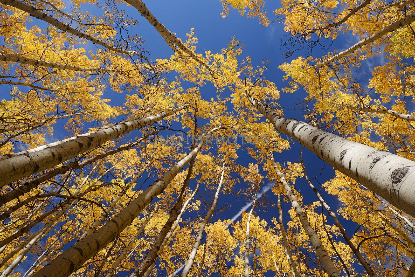 yellow aspen tree from colorado