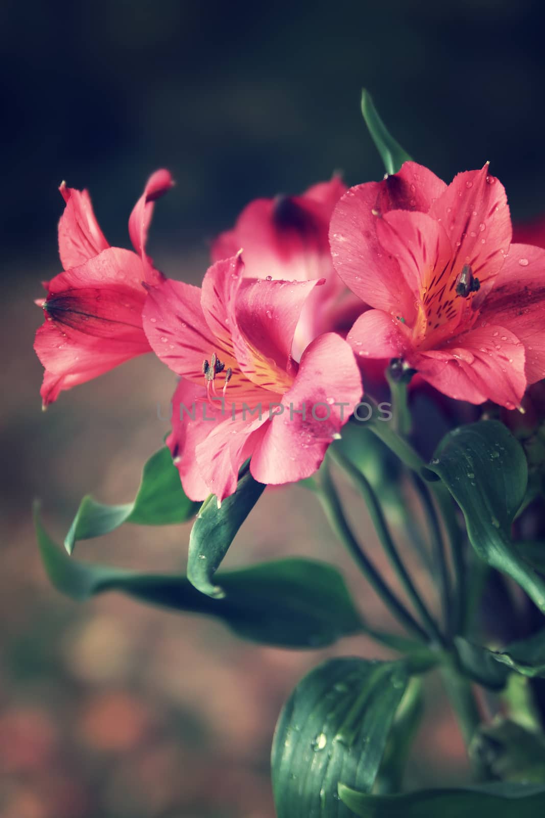 Pink Peruvian Lilies by gvictoria
