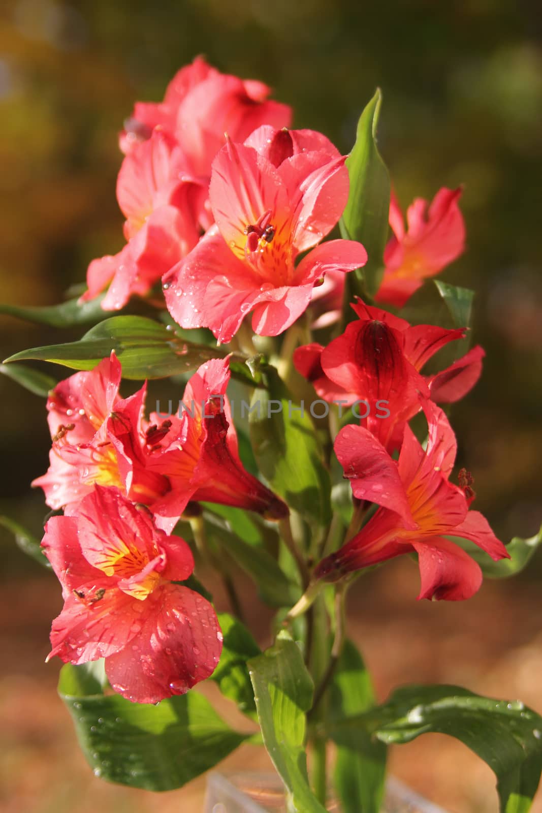 Pretty pink  Peruvian lilies or Lilies of the Incas in the garden 