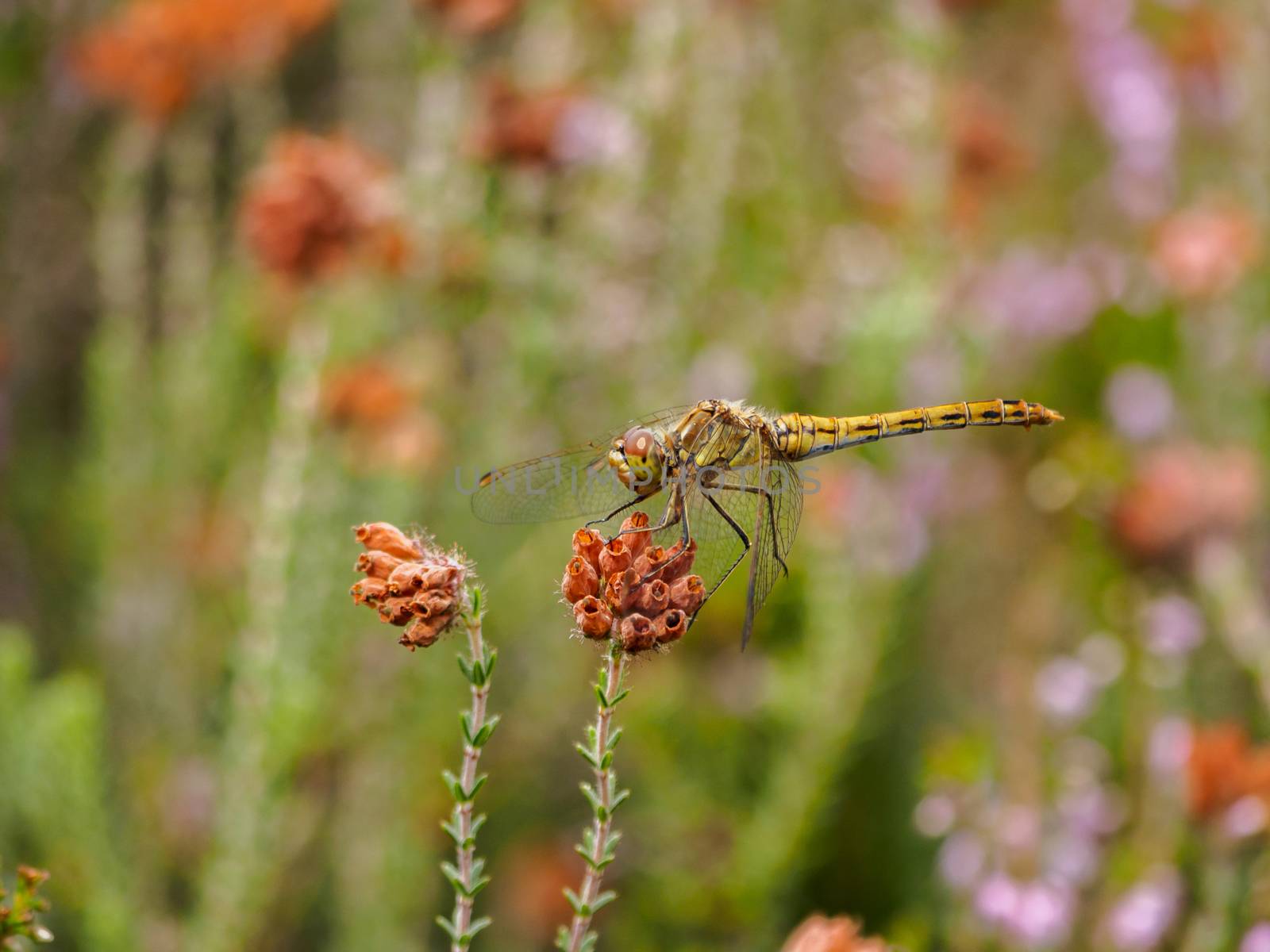 A solitary yellow mustached darter resting on some wild red flowers