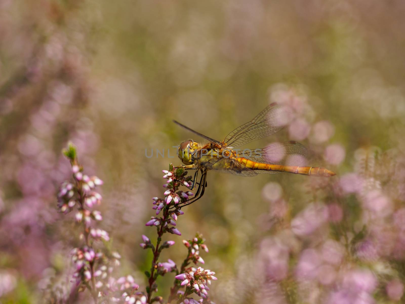 Yellow mustached darter resting in between some patches of heather